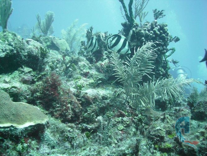 paisaje submarino del mar caribe